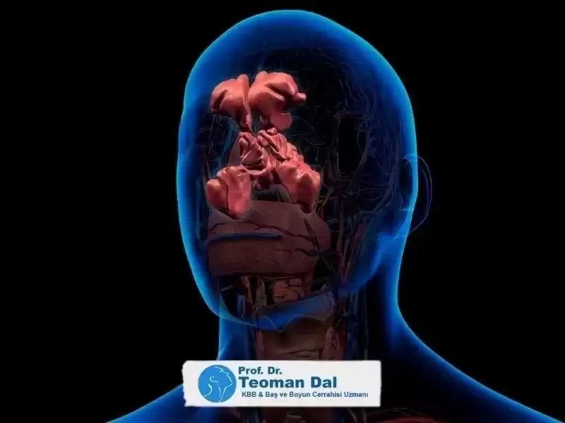 sinus-ve-sinuzit-nedir